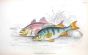 THE PERCH & BASS