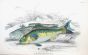 THE RUFFE & GREATER WEEVER