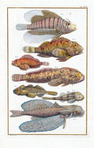 SEBA: RED LIONFISH, SCORPIONFISH, FROGFISH, SCULPIN & FLYING GURNARD fish print 1734 -1769