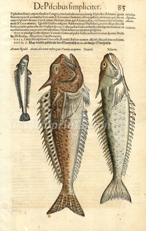 CONRAD GESNER - GREATER & LESSER WEEVERFISH PRINT WOODCUT 1560