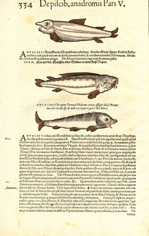CONRAD GESNER - VERSO - STURGEON FISH PRINT WOODCUTS 1560