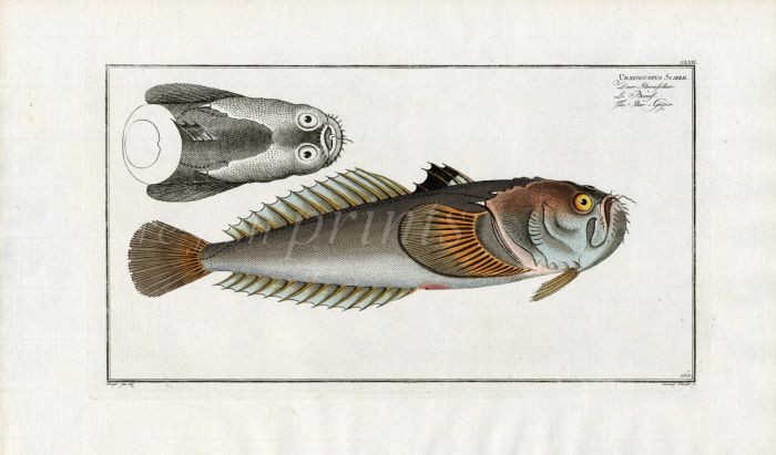 THE STAR-GAZER print 1758 (Uranoscopus scaber)