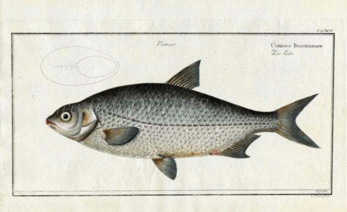 THE BUGGENHAGII CARP Bloch fish print (Cyprinus Buggenhagii)