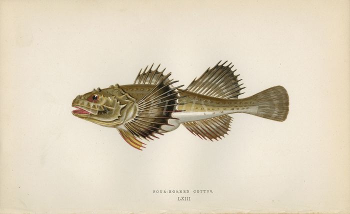THE FOUR-HORNED COTTUS fish print