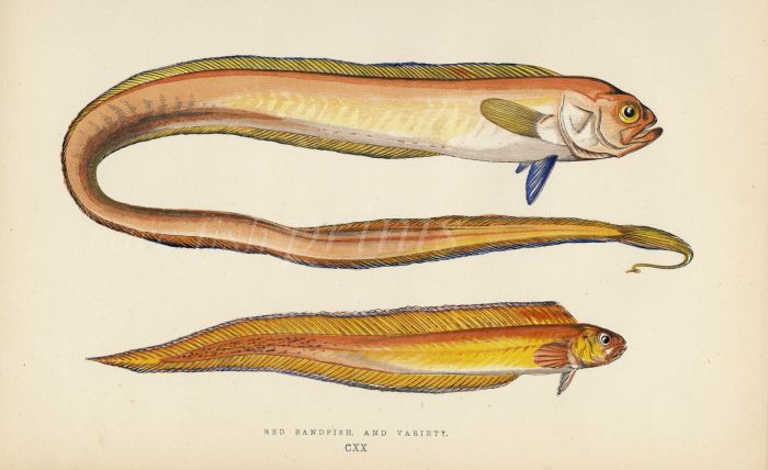 THE RED BANDFISH & VARIETY print