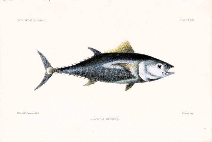 THE BLUEFIN TUNA -THUNNUS THYNNUS  print