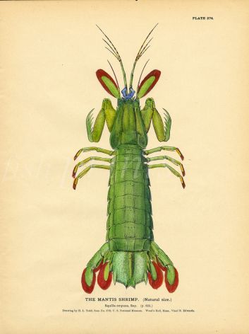 TODD: THE MANTIS SHRIMP print 1884