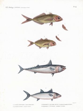 H.N. ZOOLOGIE POISSONS Pl. 24: PELAGIC FISH - Caranx & Scomber - JACKS & MACKEREL print 1821 -1830