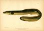THE COMMON eel fish print