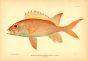 THE SQUIRREL FISH print