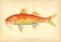 THE RED GOATFISH print
