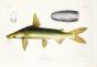 SILURE - Ariodes tonggol - ROUGHBACK SEA CATFISH print