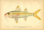 THE YELLOW GOATFISH print