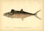 THE SPANISH MACKEREL fish print