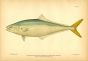THE LEATHER JACK fish print