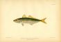 THE SCAD HORSE MACKEREL fish print