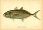 THE BLUE RUNNER fish print