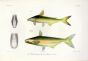 HELICOPHAGUS TYPUS & PANGASIUS RIOS - ASIAN SHARK CATFISH print