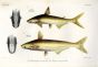 PSEUDOPANGASIUS NASUTUS & PANGASIUS MICRONEMA - SHARK CATISH print