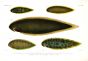 CYNOGLOSSUS - TONGUE SOLE print