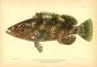 THE ROCK HIND CABRILLA GROUPER fish print