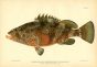 THE RED HIND CABRILLA GROUPER fish print