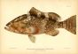 THE RED GROUPER fish print