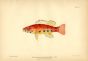 THE PRIONODES BALDWINI fish print