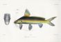 SILURE - Hypselobagugres macreonema - GIANT RIVER CATFISH print