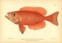 THE ATLANTIC BIGEYE fish print