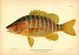 THE DOG SNAPPER fish print
