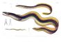 MURAENA AUSTRALIS & MURAENESOX SINGAPURENSIS eel print