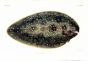 BRACHIRUS HETEROLEPIS - THE FRILL-MOUTH SOLE print