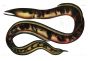 BRACHYSOMOPHIS CIRROCHEILOS - THE STARGAZER SNAKE EEL print