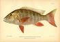 THE MUTTON SNAPPER fish print