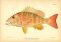 THE LANE SNAPPER fish print