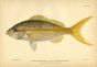 THE YELLOWTAIL SNAPPER fish print
