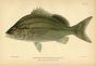 THE MARGATE FISH print
