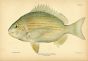 THE SHEEPSHEAD fish print