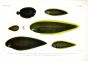 ACHIRUS, CYNOGLOSFUS, PARAPLAGUSIA - CARPET SOLE, LINED SOLE, TONGUE SOLE print