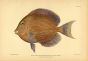 THE BLUE TANG SURGEONFISH print