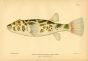 THE PUFFERFISH print