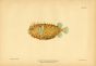 THE BRIDLED BURRFISH print