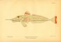 THE SLENDER SEA ROBIN fish print