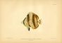 THE BANDED BUTTERFLYFISH print