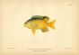 THE DAMSELFISH print