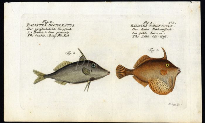 THE DOUBLE-SPINY FILEFISH & THE BRISTLETAIL FILEFISH print ( Balistes Blaculeatus & Tomentosus)
