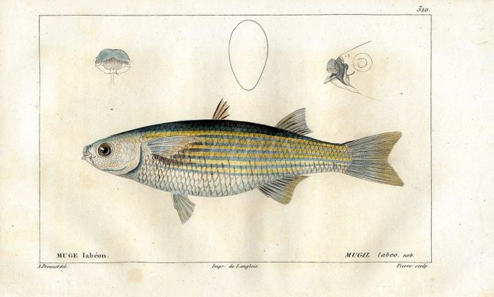 CUVIER - THE THICKLIP GREY MULLET fish print