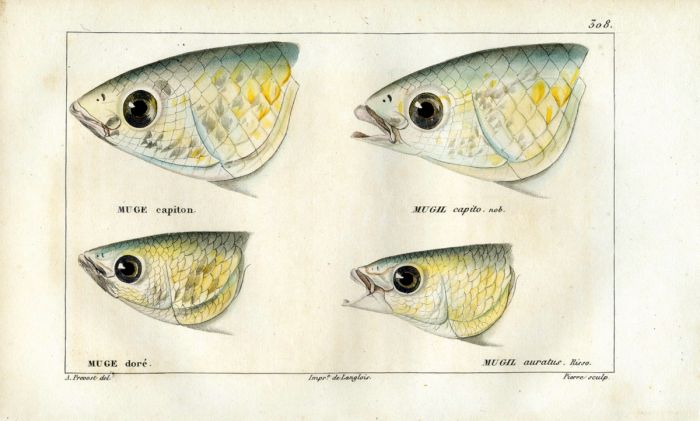CUVIER - HEADS OF GREY MULLET print