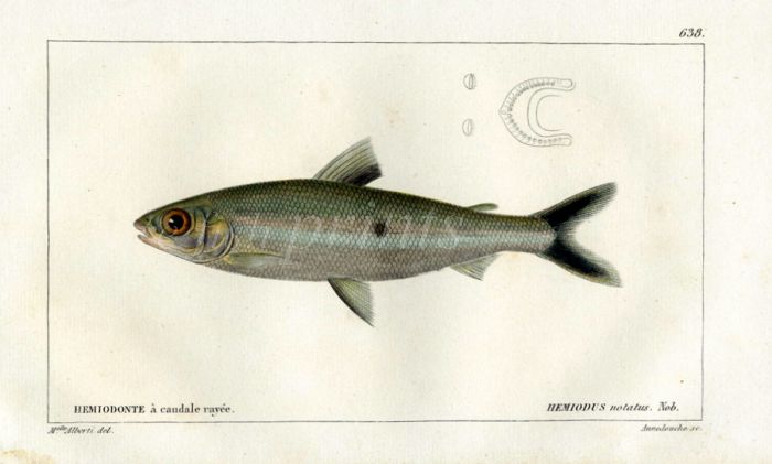 CUVIER - HEMIODUS HALFTOOTH fish print
